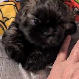 Sable brindle boy - Sable male Shih Tzu puppy in Surry, Maine from McKayla Hairston