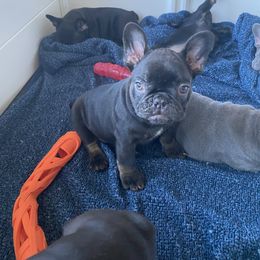 French Bulldog Puppies from Silver Spoon French Bulldogs