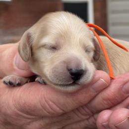 Merritt (worthy-deserving) - Cream male Dachshund puppy in Murfreesboro, Tennessee from Kimbrie's Dream Cream Doxies