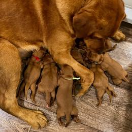 Boy 6 - Yellow male Labrador Retriever puppy in Burton, Michigan from Sunbrooke Acres