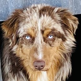 Shiner - Australian Shepherd