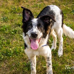 Border Collie, Golden Retriever, and Sporty Mix Puppies from Turbo Border Collies & Coltrievers
