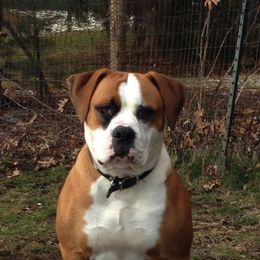 American Bulldogs from Beth’s Bullys