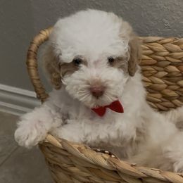 Sven - Parti male Goldendoodle puppy in Richmond, Texas from Harper’s Heartbeats