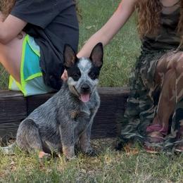 Dobro - Blue male Australian Cattle Dog puppy in Devalls Bluff, Arkansas from Coolhand's Australian Cattle Dogs