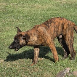 Boy 3 - Gold brindle male Dutch Shepherd puppy in Kingston, New York from Acadia CanineTM