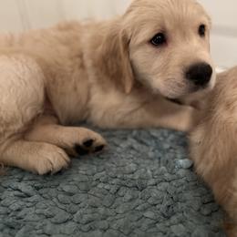 Golden Retriever Puppies from Renko Kennel