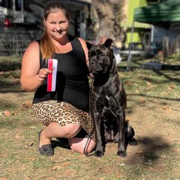 Carmela - Cane Corso