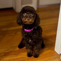 Coco channel - Brown female Poodle puppy in Munster, Indiana from Miranda’s Sunshine Poodles and Doodles