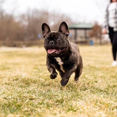 Brindle Frenchie running in a field