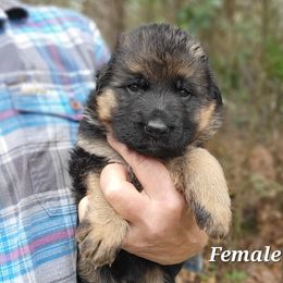 Berger Blanc Suisse and German Shepherd Puppies from Vom Hundhaus Shepherds