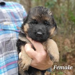 Berger Blanc Suisse and German Shepherd Puppies from Vom Hundhaus Shepherds