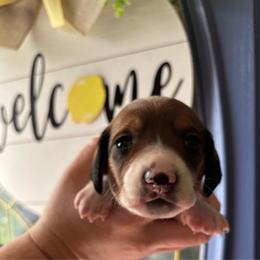 Cosmo - Piebald male Dachshund puppy in Jacksonville, North Carolina from Lizzie’s Doxies