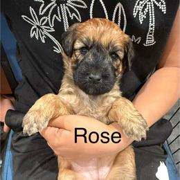 Rose maroon collar - Red female Whoodle puppy in Pima, Arizona from Schmidt's K9s
