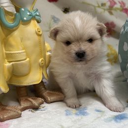 Pomeranians from Mala Poms