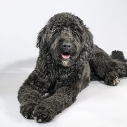 Raven - Goldendoodle