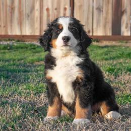 Bernese Mountain Dog Puppies from Berner Dynasty