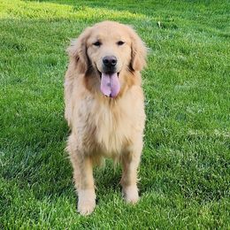 Sass - Golden Retriever