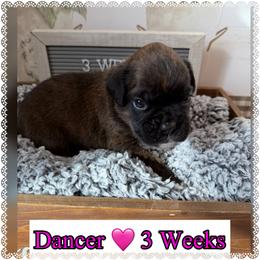 Dancer - Brindle female Boxer puppy in Greenwell Springs, Louisiana from Bayou Boxer Haus - Baton Rouge Boxers