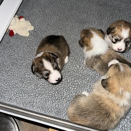 Fluffy - Red male Pembroke Welsh Corgi puppy in Gaston, Oregon from Timberside