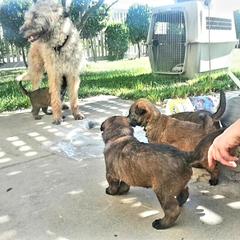 Belgian Laekenois Puppies from Cal Curly Coats Belgian Laekenois