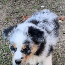 Australian Shepherds from Happy Trails Farm Aussies