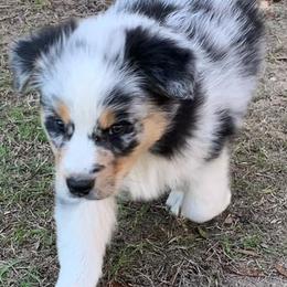 Australian Shepherds from Happy Trails Farm Aussies