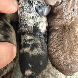 Boy 3 - Dapple male Dachshund puppy in Paisley, Florida from Pantheon Dachshunds