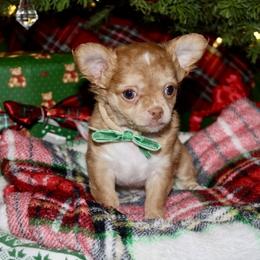 Duchess - Fawn and white female Chihuahua puppy in Burleson, Texas from Luxe Paradise House of Chi