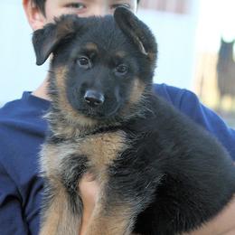 German Shepherd Puppies from Valiant Shepherds