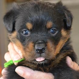 Boy 5 - male Rottweiler puppy in Dawson Springs, Kentucky from Lakeview Rottweilers