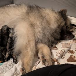 Nyx - Keeshond