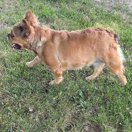 Belle - Fawn brindle and white female French Bulldog puppy in Fillmore, Illinois from Wind Hill Puppies