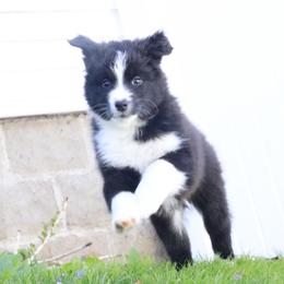 Apollo - Black & white male Australian Shepherd puppy in Quincy, Massachusetts from William's Aussies