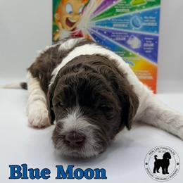 Blue Moon - Parti male Goldendoodle puppy in Ponchatoula, Louisiana from Real Life Furrytales