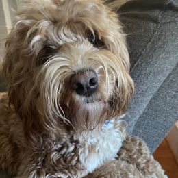 Coco - Australian Labradoodle