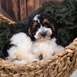 Dragonfly - Parti female Goldendoodle puppy in Eugene, Oregon from Oregon's Oodles of poodles & doodles