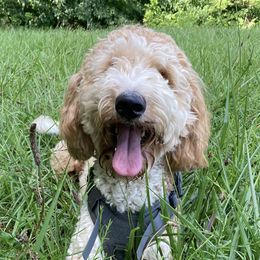 Junie B - Goldendoodle