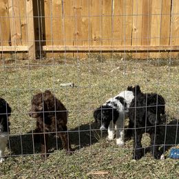 Poodle Puppies from Parapoodles