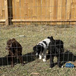 Poodle Puppies from Parapoodles