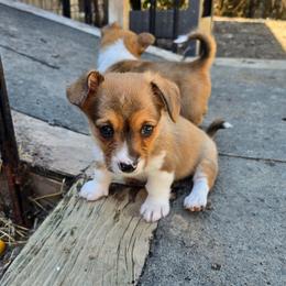 Dumbo - Sable and white female American Corgi puppy in Ellsworth, Maine from Little Long Pond Corgis