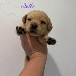 Stelle - Yellow female Labrador Retriever puppy in Tomahawk, Wisconsin from Mahner Labs