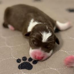 Delta - Red female Border Collie puppy in Kalispell, Montana from North Fork Border Collies