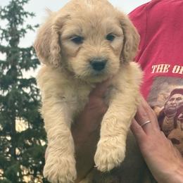 John - Golden male Golden Retriever puppy in Grant County, Indiana from On The Sunny Side Pavey Farms