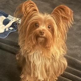 Kahlu - Yorkshire Terrier