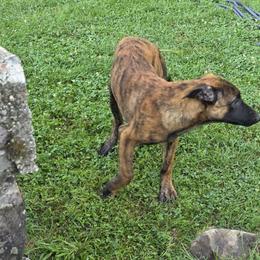 Dutch Shepherd Puppies from Acadia CanineTM