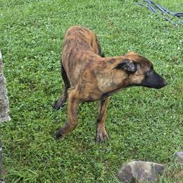 Dutch Shepherd Puppies from Acadia CanineTM