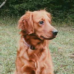 Golden Retrievers from Origins Goldens