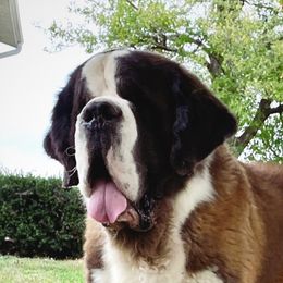 Wrigley - Saint Bernard