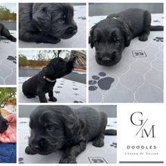 Assorted Doodle Crosses Puppies from Golden Mountain Doodles
